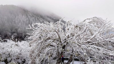太平山國家森林遊樂區  一片霧淞雪白美景2
